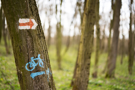 Trail and bicycle marker on tree at spring forest.の写真素材