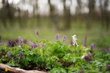 Close up of spring forest flowers background.の写真素材