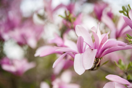 Tender pink flowers of magnolia tree blossom in springtime.の写真素材