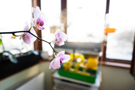 Beautiful purple orchids in a balcony. Selective focus.の写真素材