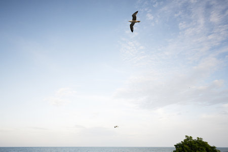 Seagull flying in the blue sky over the sea at sunsetの写真素材