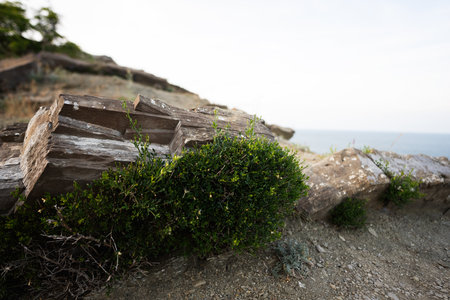 Stones and bushes leading to the sea, close up view with copy space.の写真素材