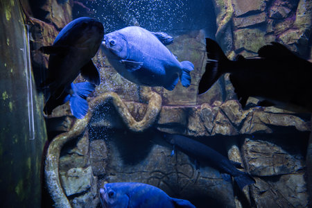 Blue piranha fish swim in aquarium.の写真素材