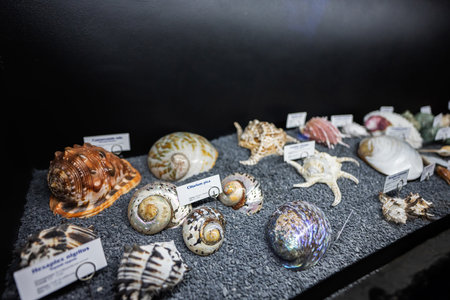 Different sea and ocean shells in oceanarium.の写真素材