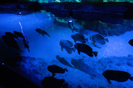 Big blue fish swim in aquarium.の写真素材