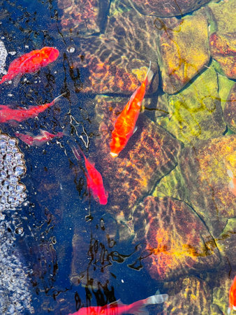 Top view of vibrant koi fish swimming gracefully over colorful rocks in a tranquil pond. The vibrant colors and reflections create a serene and peaceful aquatic scene.の写真素材