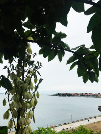 A serene coastal landscape is framed by green leaves and blooming flowers  in Nesebar, Bulgaria. The...