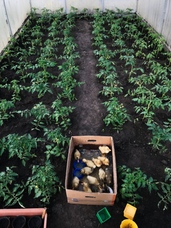 A group of ducklings in a cardboard box amidst rows of healthy tomato plants in a greenhouse, showcasing a blend of nature and agriculture.の写真素材