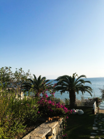 A peaceful seaside landscape featuring vibrant blooms, tall palm trees, and calming ocean views under a clear blue sky in Bodrum, Turkey. Perfect for relaxation and outdoor enjoymentの写真素材