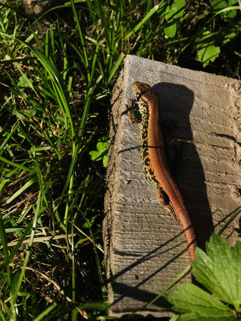 A brown lizard is basking in the sunlight on a wooden plank surrounded by green grass. The image captures a serene outdoor wildlife moment emphasizing nature's tranquility and simplicity.の写真素材