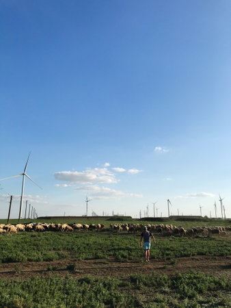 A shepherd leads a flock of sheep across a green field, with wind turbines in the background under a...