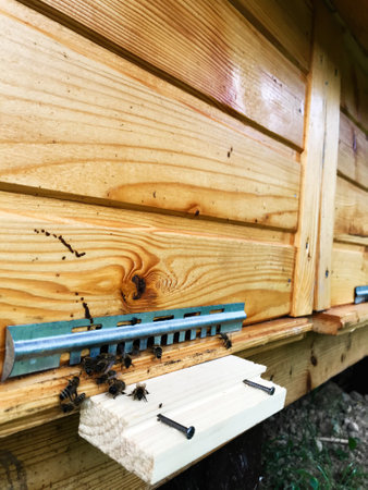 Close-up view of a wooden beehive entrance with several bees actively entering and exiting. The...