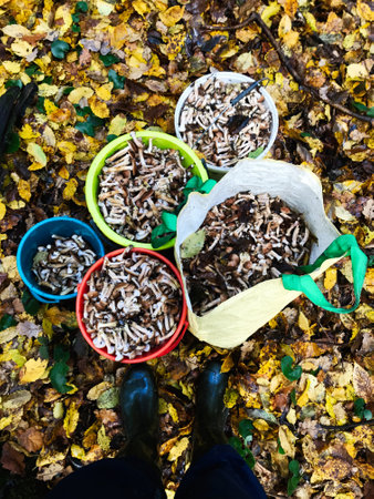 Top view of baskets filled with freshly harvested wild mushrooms on a forest floor covered with autumn leaves, capturing the essence of fall foraging and nature's bounty.の写真素材