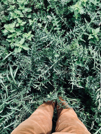 Aerial perspective of legs in brown pants surrounded by dense green plants, capturing a sense of...