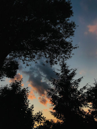 Beautiful silhouette of trees standing against a vibrant evening sky with colorful clouds. A perfect...