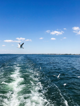 A scenic view of seagulls gliding over the ocean with a clear blue sky above. The image captures a sense of freedom and peace in a coastal setting.の写真素材