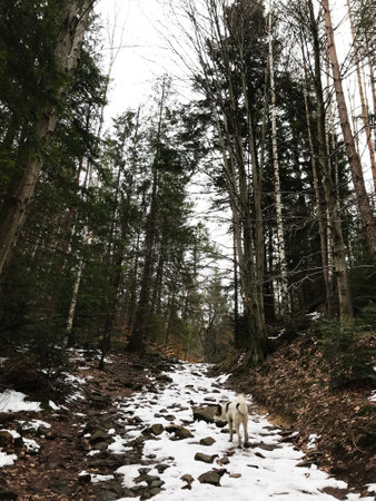 A dog walks along a snowy, rocky path surrounded by tall trees in a winter forest. The serene scene evokes feelings of solitude, adventure, and nature's beauty.の写真素材