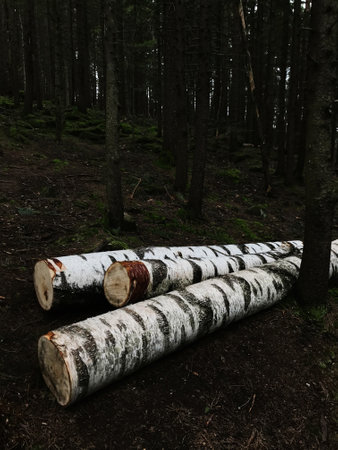 A serene view of birch logs lying on the forest floor, surrounded by lush greenery. Capturing the...