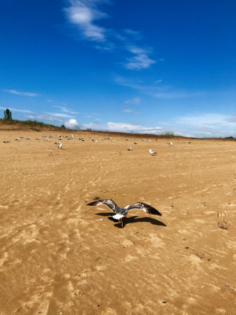 A flock of seagulls peacefully resting on a vast sandy beach with a bright clear blue sky, creating a sense of freedom and tranquility. Ideal for themes of nature and open spaces.の写真素材