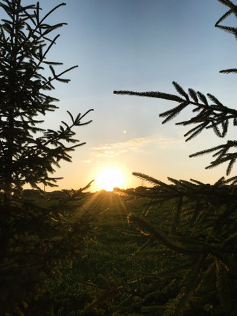 Captivating sunset view framed by pine tree branches, casting warm golden hues over the serene...