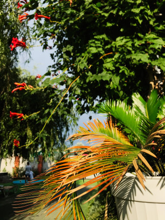 A vibrant garden setting featuring lush tropical plants and vivid green foliage, with bright red flowers accentuating the natural beauty and tranquility of the outdoor space.の写真素材