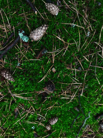 A detailed view of a forest floor showcasing pine cones resting on vibrant green moss, surrounded by pine needles. Perfect for nature and botanical themed projects.の写真素材