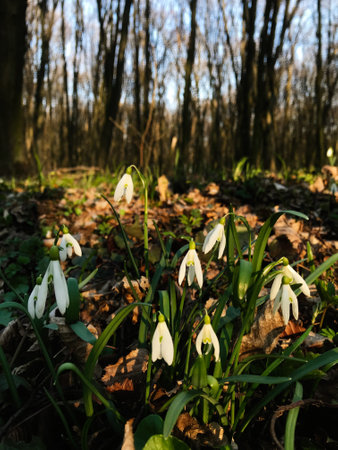 Snowdrops in full bloom create a stunning contrast against the forest floor. Capturing the essence of early spring, this image provides a peaceful and refreshing view of nature's beauty.の写真素材
