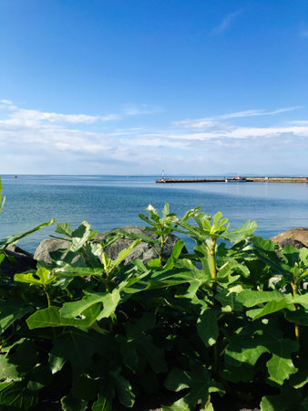 A peaceful ocean scene featuring lush green plants in the foreground, a calm sea, and a clear blue...