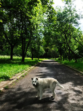 A white dog stands on a quiet paved path surrounded by vibrant green trees in a peaceful park setting. The tranquil scene captures the essence of nature and solitude.の写真素材