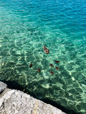 A duck with its ducklings swims in turquoise, clear water, creating serene and peaceful imagery.  Bled, Slovenia.の写真素材