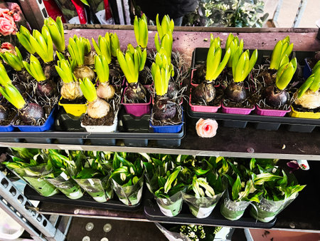 Vibrant arrangement of flowering bulbs and plants in pots, perfect for indoor gardening.の写真素材