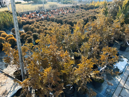 An organized collection of potted plants displayed outdoors on a sunny dayの写真素材