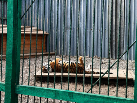 Tiger lying on its side in a fenced enclosure at a conservation siteの写真素材