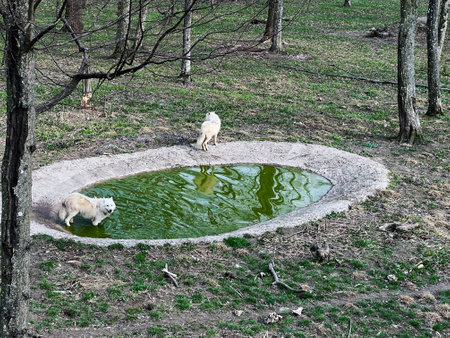 Two wolves enjoying nature in a serene forest with a reflective pond.