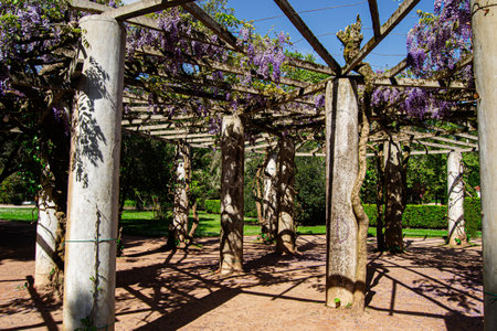 Blooming pergola with colorful flowers and shadows in a natural park.の写真素材