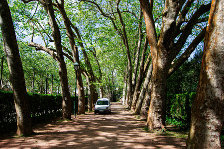 Light filters through tall trees lining a dirt path, featuring a white car parkedの写真素材