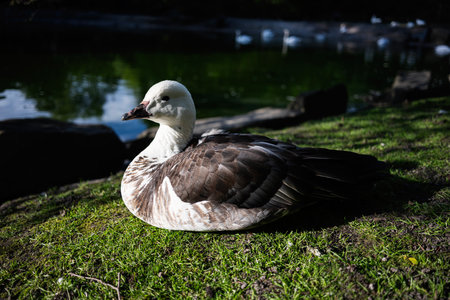 A calm duck laying on vibrant green grass near a reflective water surfaceの写真素材