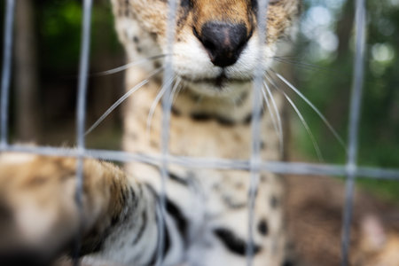 Wild serval feline in outdoor setting behind wire fence, sharp focus on whiskers.