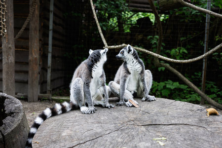 Two ring tailed lemurs relax on a wooden platform surrounded by habitat