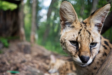 Serval cat portrait amidst forest surroundings, showcasing its spotted fur and attentive gaze.