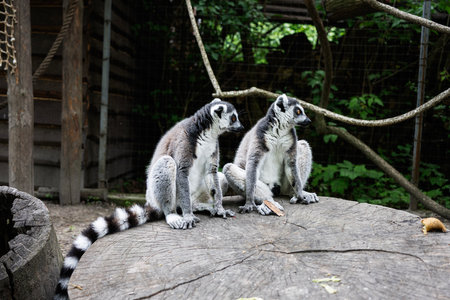 Lemurs sitting together outdoors in a zoo environment with wood and foliage surroundingの写真素材