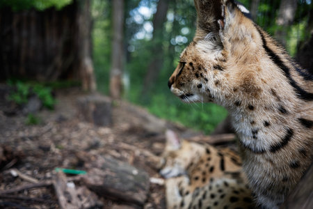 Two wild cats depicted in close view within their natural woodland habitat.