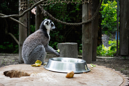 A ring-tailed lemur observed sitting near a food bowl within its zoo habitat.の写真素材