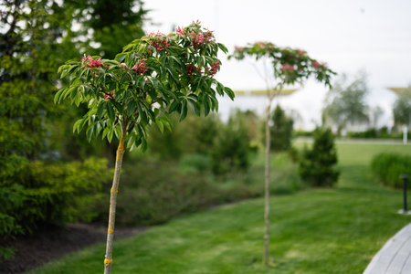 Two small trees blooming with flowers in a sunny and green park setting