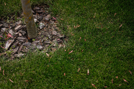 Tree trunk with bark mulch and green grass around in a natural garden setting.の写真素材