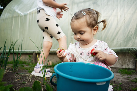 A toddler holds strawberries near a bucket while gardening with family outdoors.の写真素材