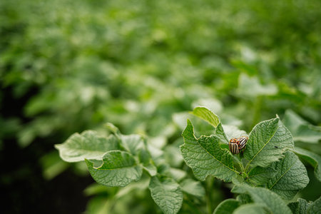 Insect resting on a leaf of a potato plant in an agricultural field.の写真素材