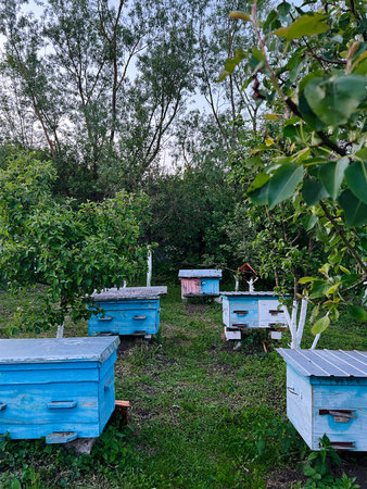 Wooden beehives placed in a peaceful garden beneath vibrant leafy trees