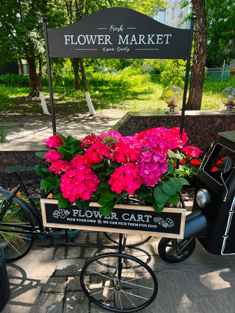 A charming flower cart displaying vibrant pink hydrangeas outdoors in a garden market.の写真素材