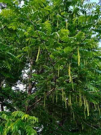 A vibrant green Caucasian wingnut tree with hanging seed pods and lush leafy foliage outdoors.の写真素材